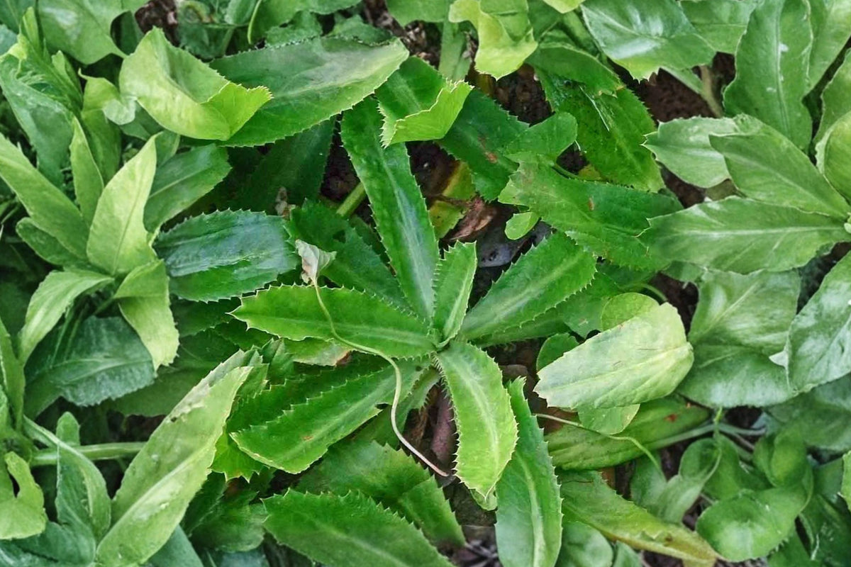 Culantro Live Plant – Eryngium foetidum | 4 Inches Tall | 4 Inch Pot | Tropical Culinary Herb Plant | Edible Kitchen Garden Herb
