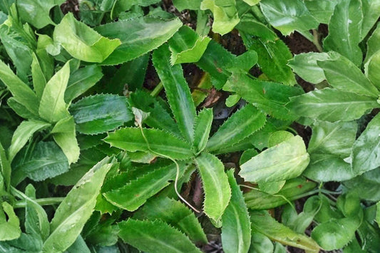 Culantro Live Plant – Eryngium foetidum | 4 Inches Tall | 4 Inch Pot | Tropical Culinary Herb Plant | Edible Kitchen Garden Herb