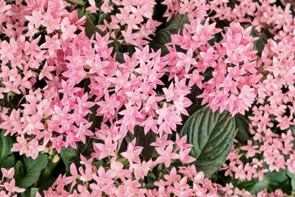Pink Profusion Pentas – 2 Live Plants | Pentas lanceolata | 4–6 Inches Tall | No Pot | Pink Flowering Pollinator & Butterfly Garden Plants