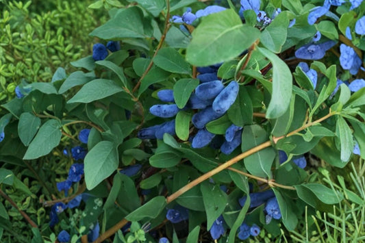 Aurora & Blizzard Honeyberry – 2 Live 3 Year Old Plants | Lonicera caerulea | 20–24 Inches Tall | Haskap Berry Shrubs | Cold Hardy Fruit Plants