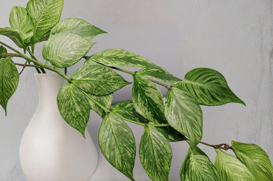 Hoya Polyneura ‘Jasminka’ Live Plant – Fully Rooted Cutting | Rare Variegated Hoya | Silver White & Green Foliage | Collector Houseplant