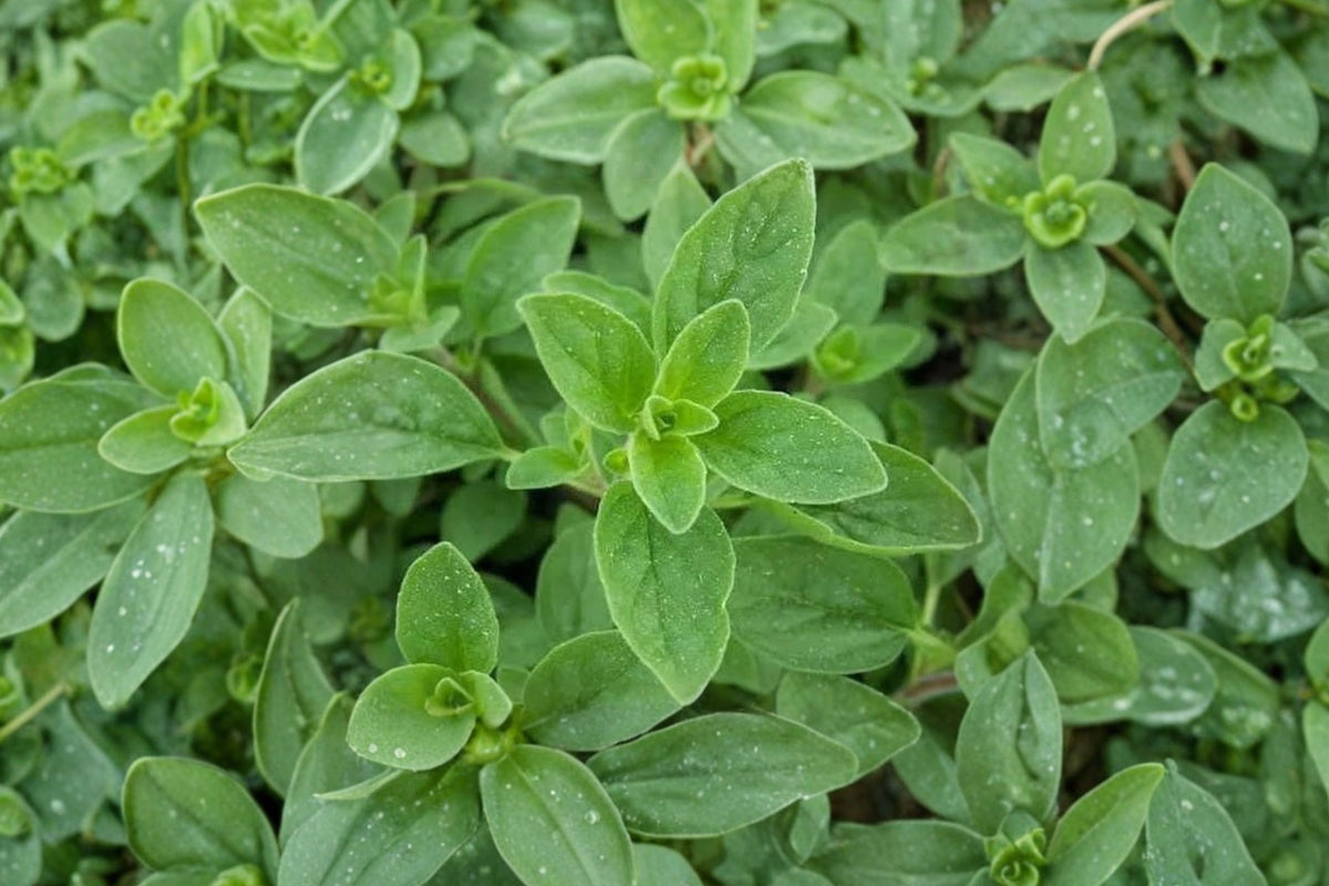 Sweet Marjoram – 3 Live Plants | Origanum majorana | 2–6 Inches Tall | Rooted Culinary Herb Plants | No Pot | Kitchen & Container Garden Herb