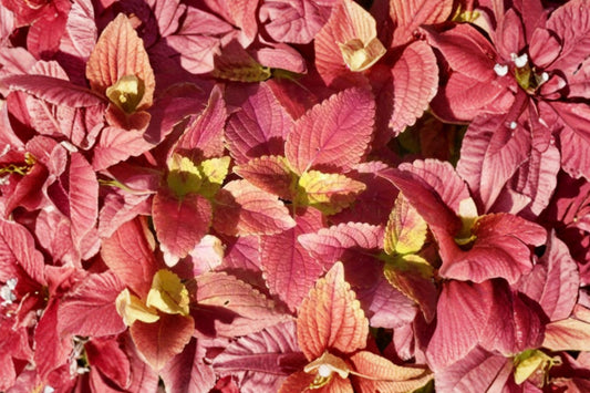 Alabama Sunset Coleus – 3 Live Plants | 5–9 Inches Tall | Rooted Starter Plants | No Pot | Colorful Pink Red Orange Foliage Ornamental