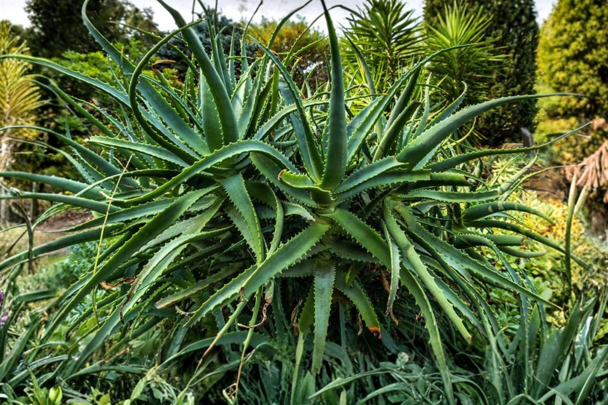 Aloe Arborescens – 3 Live Cuttings | 4–6 Inches | Candelabra Aloe Succulent | Unrooted Starter Plants | Drought Tolerant Indoor & Outdoor Succulent