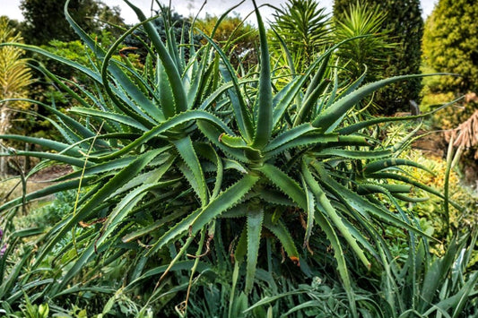 Aloe Arborescens – 3 Live Cuttings | 4–6 Inches | Candelabra Aloe Succulent | Unrooted Starter Plants | Drought Tolerant Indoor & Outdoor Succulent