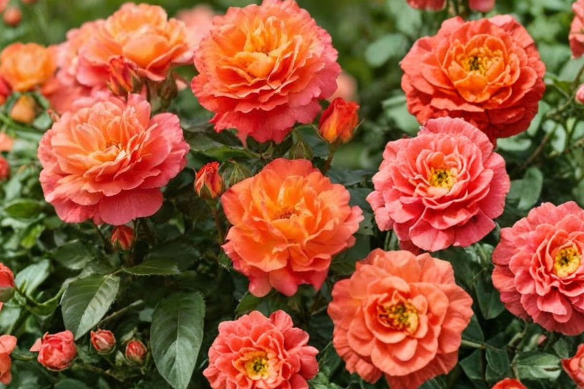 Westerland Climbing Rose Live Plant – 4–6 Inches Tall | Orange-Apricot Rose Starter | Rooted Plant No Pot | Fragrant Climbing Garden Rose