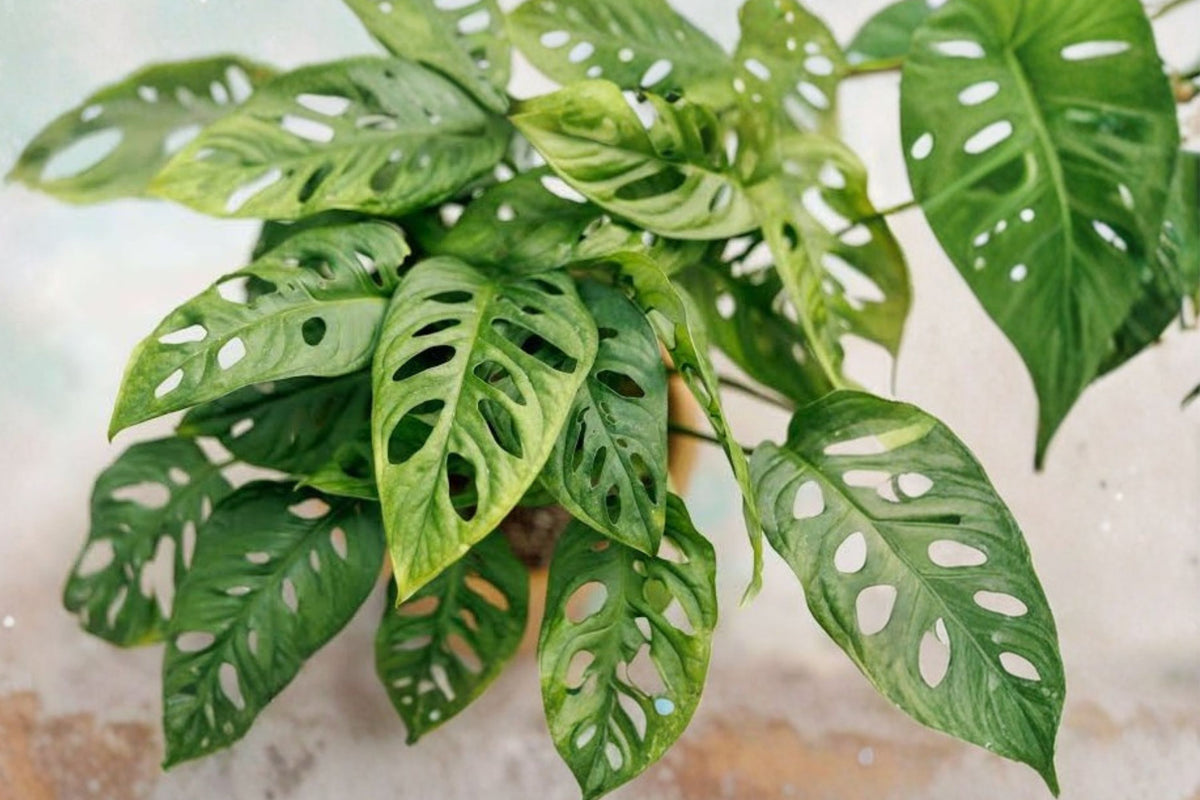 Monstera Adansonii Swiss Cheese Plant – 6 Live Rooted Cuttings | Bare Root Tropical Houseplants | Climbing Monstera Starter Plants