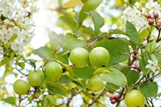 Lemon Apple Pink Guava Live Seedling – Psidium | 1 Gallon Potted Plant | Tropical Fruit Tree Starter | Edible Patio & Backyard Garden Plant