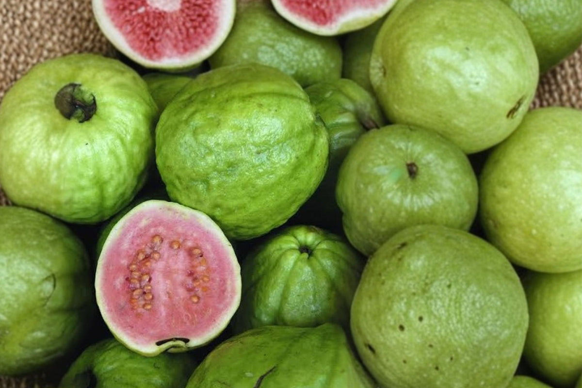Barbie Pink Guava Live Plant – 3–8+ Inches Tall | Psidium guajava | Pink Flesh Tropical Fruit Tree Starter | Patio & Backyard Fruit Plant