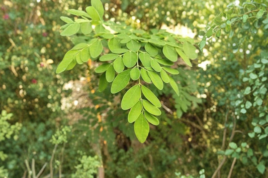 Moringa Tree Seeds – 25 Seeds | Moringa oleifera | Fast Growing Tropical Tree | Drumstick Tree Seeds | Edible Garden & Container Growing
