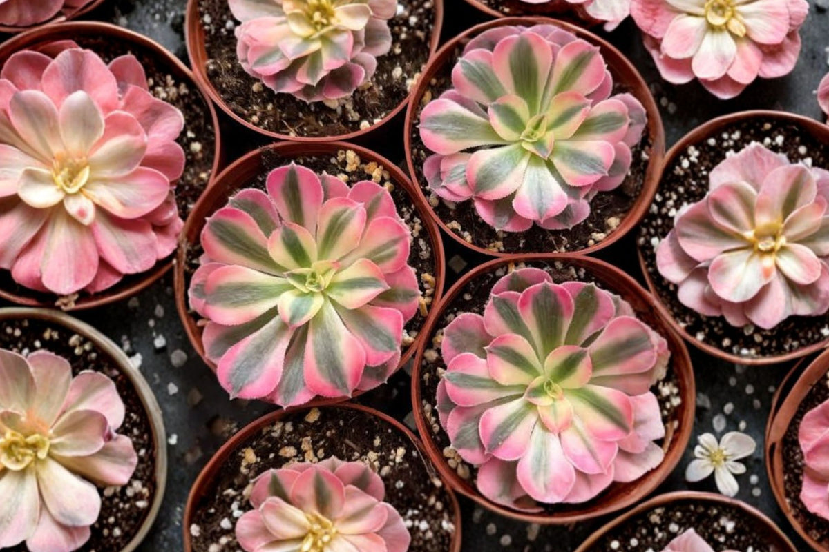 Maggie Aeonium Live Plant – 1 Imported Succulent | Bare Root Collector Plant | Colorful Rosette Succulent | Rare Aeonium Garden Plant