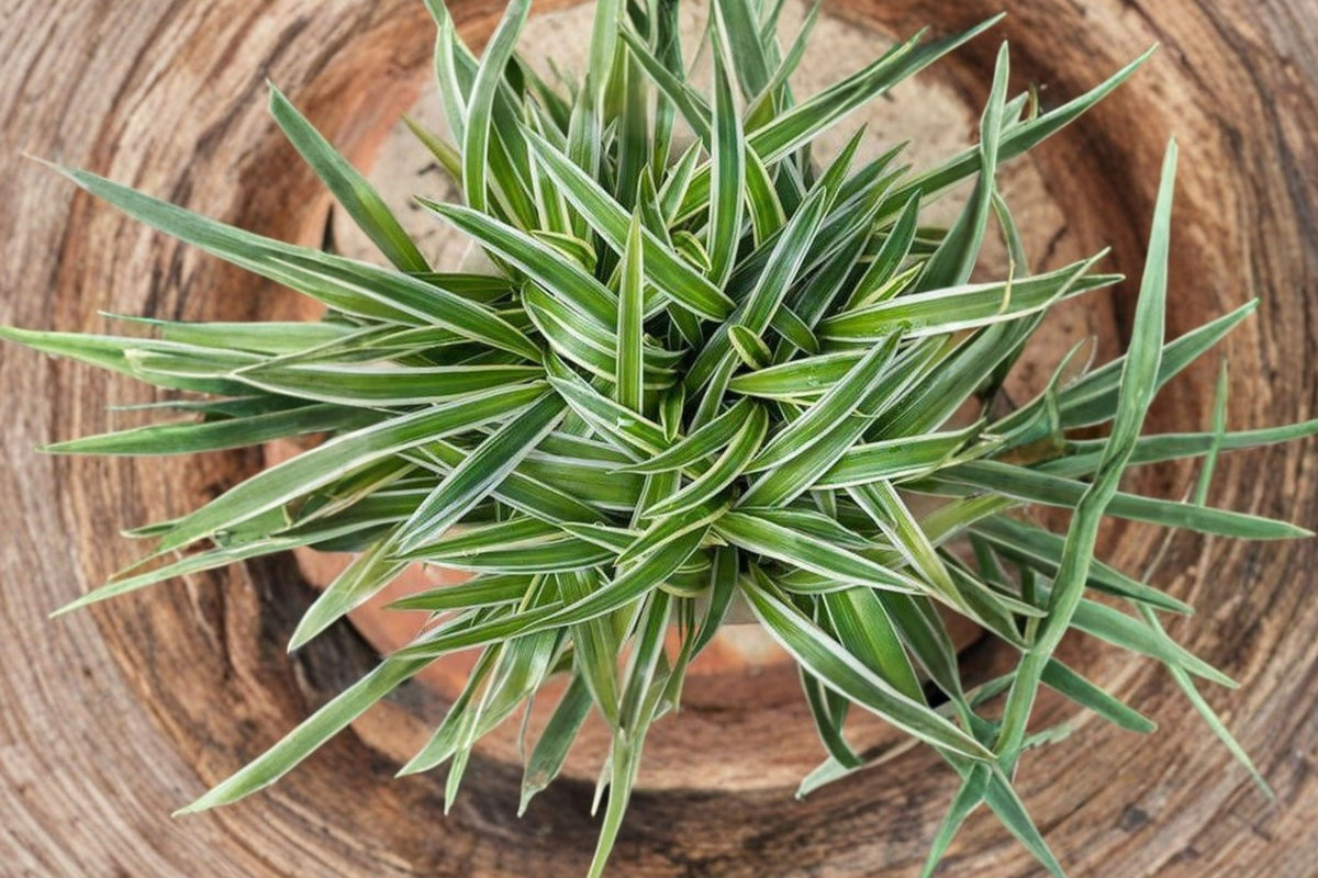 Variegated Spider Plant – Live Chlorophytum | 4 Inch Pot | Green & White Foliage Houseplant | Easy Care Indoor Plant