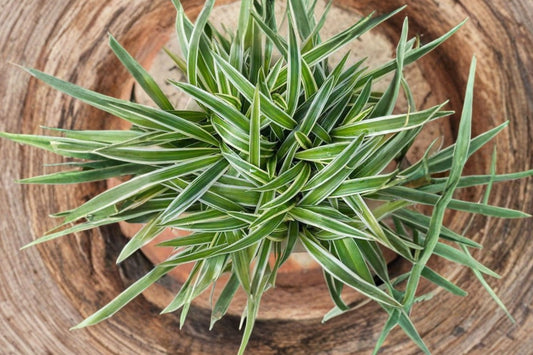 Variegated Spider Plant – Live Chlorophytum | 4 Inch Pot | Green & White Foliage Houseplant | Easy Care Indoor Plant