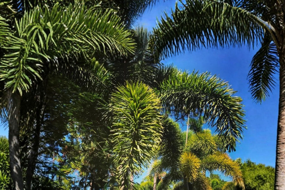 Foxtail Palm Tree Seeds – 15 Seeds | Wodyetia bifurcata | Tropical Ornamental Palm | Exotic Landscape & Container Palm Seeds