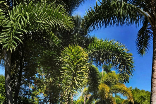Foxtail Palm Tree Seeds – 15 Seeds | Wodyetia bifurcata | Tropical Ornamental Palm | Exotic Landscape & Container Palm Seeds