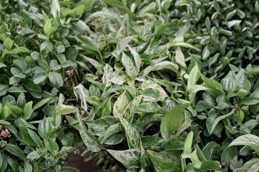 Marble Prince Pothos Live Plant – 4 Inch Pot | Variegated Epipremnum Hybrid | Tropical Trailing Houseplant | Easy Care Indoor Plant
