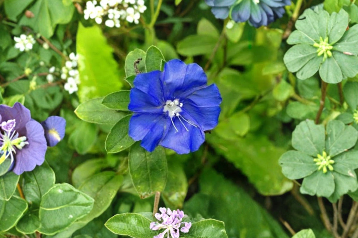 Evolvulus Blue Daze Live Plant – 3–6 Inches Tall | Blue Flowering Groundcover | Drought Tolerant Starter Plant | Container & Hanging Basket Flower