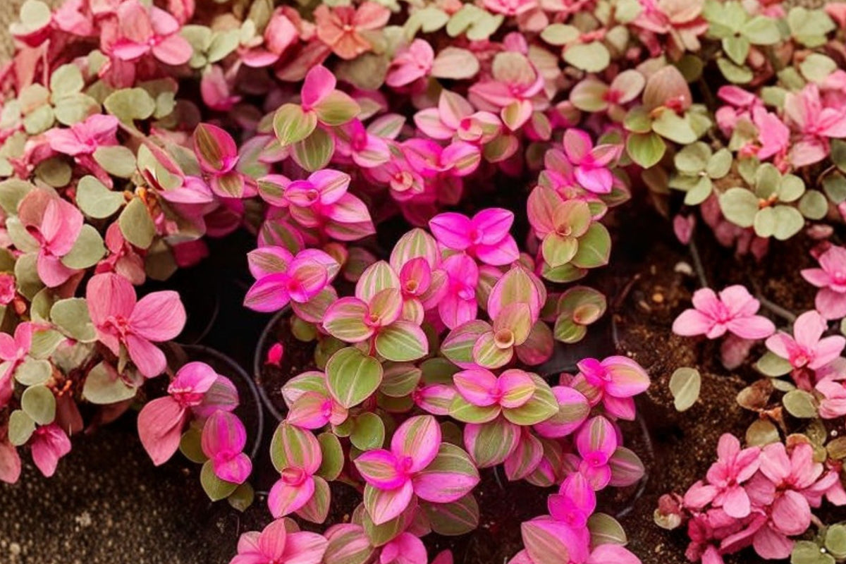 Jose Puig Gibasis Tradescantia – 10 Live Cuttings | 5–7 Inches Long | Unrooted Wandering Jew Plant | Pink Flowering Hanging Basket Plant
