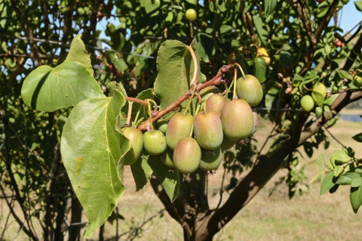 Kiwi Prolific Live Plant – 4–6 Inches Tall | Actinidia Fruit Vine Starter | Edible Climbing Kiwi Plant | Shipped Without Pot