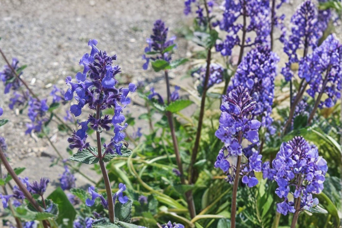Catmint Live Plant – 3 Inch Pot | Nepeta Fragrant Flowering Perennial | Purple Blue Flowers | Pollinator Garden Herbaceous Plant