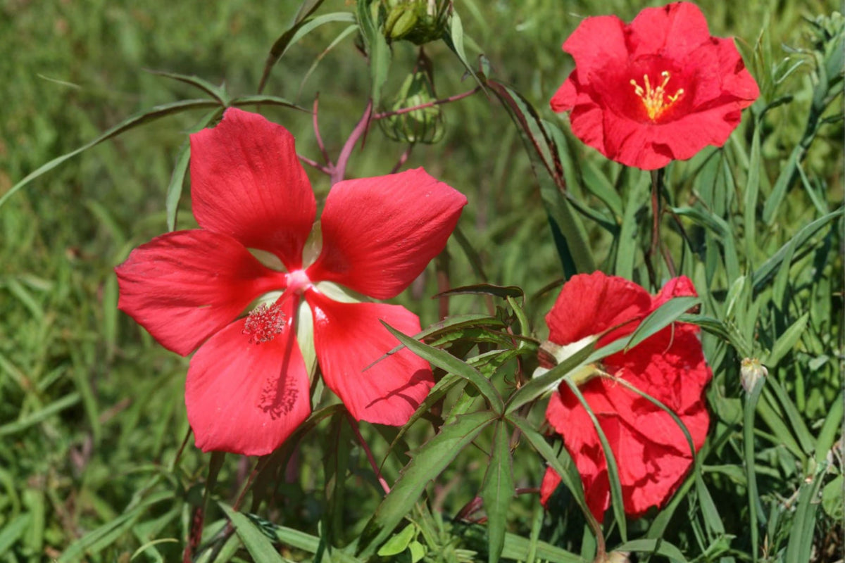 Red Texas Star Hardy Hibiscus Live Plant – 4–8 Inches Tall | Scarlet Red Flowering Perennial | Pollinator & Rain Garden Starter | Ships Without Pot