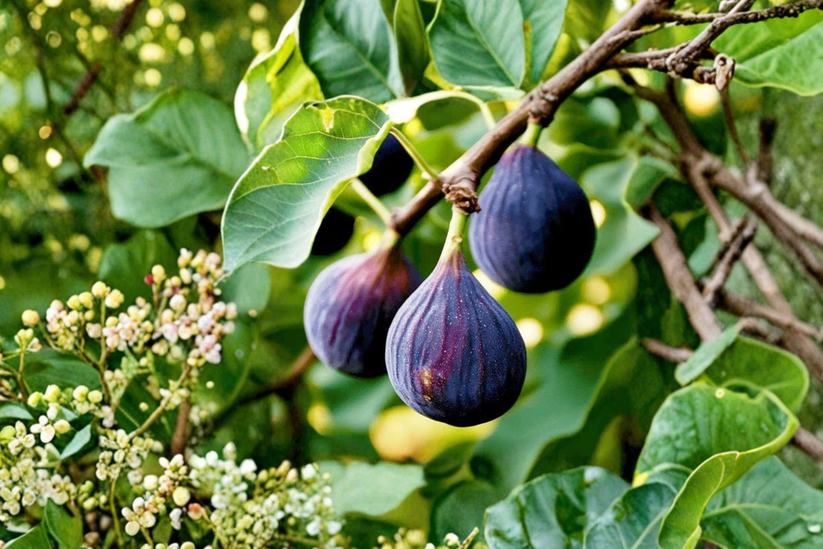 Violette de Bordeaux Fig Tree – Self-Fertile Live Plant | Purple-Black Fruit | Rich Strawberry-Red Pulp | Container & Patio Fruit Tree