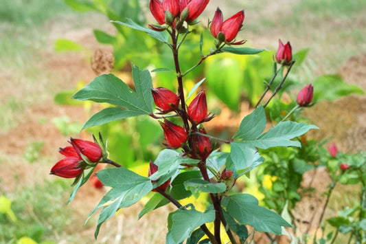 Roselle Jamaican Sorrel Live Plants – 2 Plants | Approximately 2 Feet Tall | Hibiscus sabdariffa | Edible Calyx & Leaf Plant | Currently Blooming