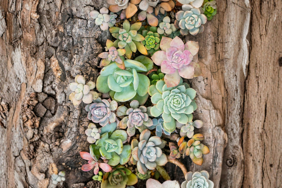 Imported Ink Printing Succulent – 5 Live Plants | Bare Root Collector Succulents | Decorative Rosette Plants | Rare Imported Succulent Set