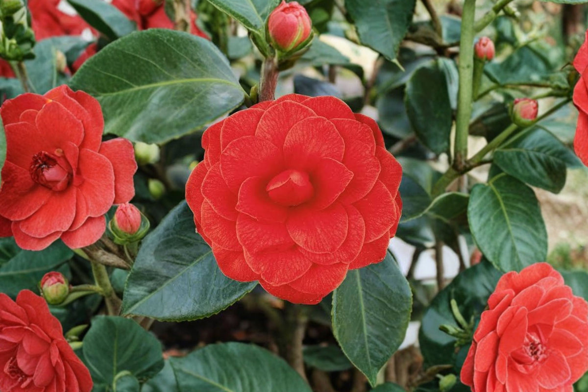 Black Tie Camellia Japonica Live Plant – Well-Rooted Starter | Unique Dark Red Double Blooms | Evergreen Flowering Shrub | Ships in Pot