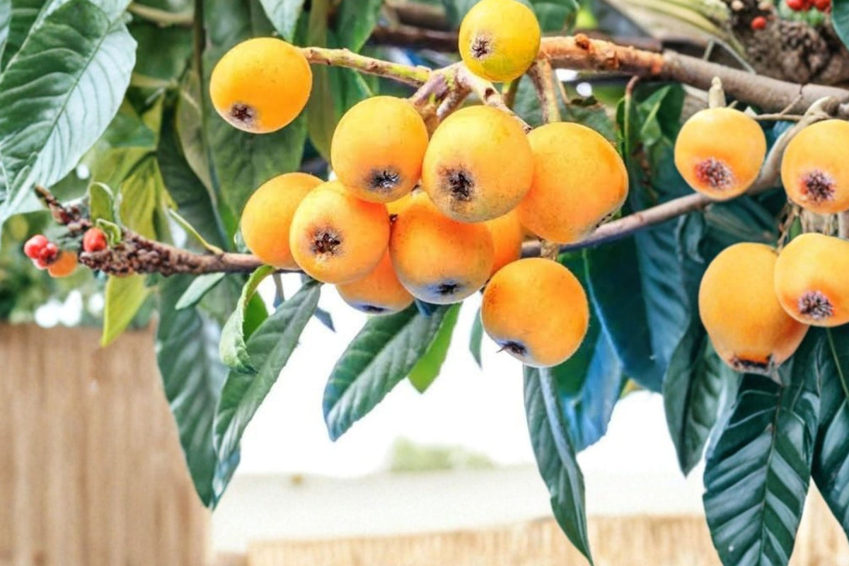 Loquat Fruit Trees – 2 Live Seed-Grown Plants | 7+ Inches Tall | Eriobotrya japonica | Subtropical Fruit Tree Starters | Ships Without Pot