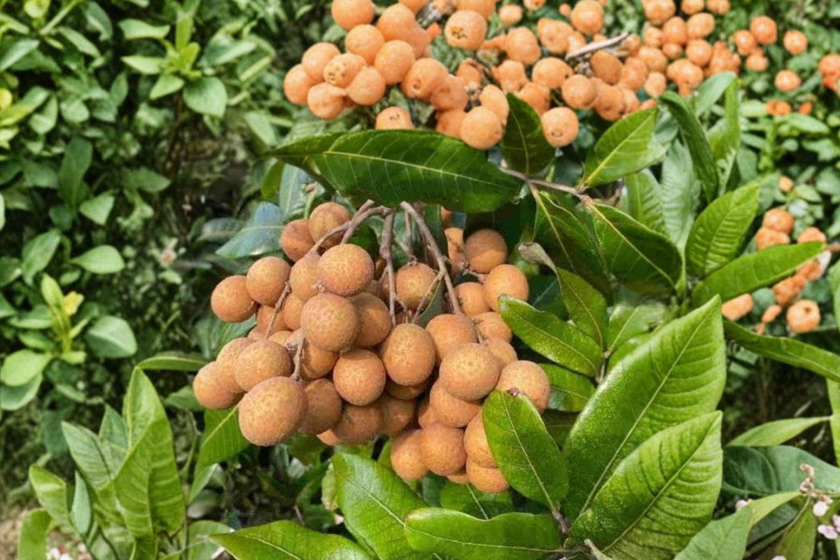 Longan Tree Live Plant – 8 Inch Pot | Dimocarpus longan Dragon Eye Tropical Fruit Tree | Evergreen Edible Fruit Seedling | Subtropical Garden Plant