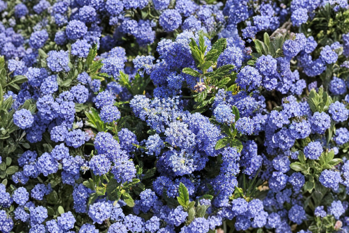 California Lilac Live Cuttings – 15+ Unrooted Ceanothus Cuttings | Approx. 6 Inches | Blue Flowering Pollinator Shrub | Drought-Tolerant Native Plant