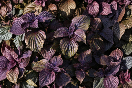 Shiso Perilla Live Plant – 1 Rooted Green & Purple Beefsteak Herb | Perilla frutescens | Edible Aromatic Asian Herb | Ready to Grow