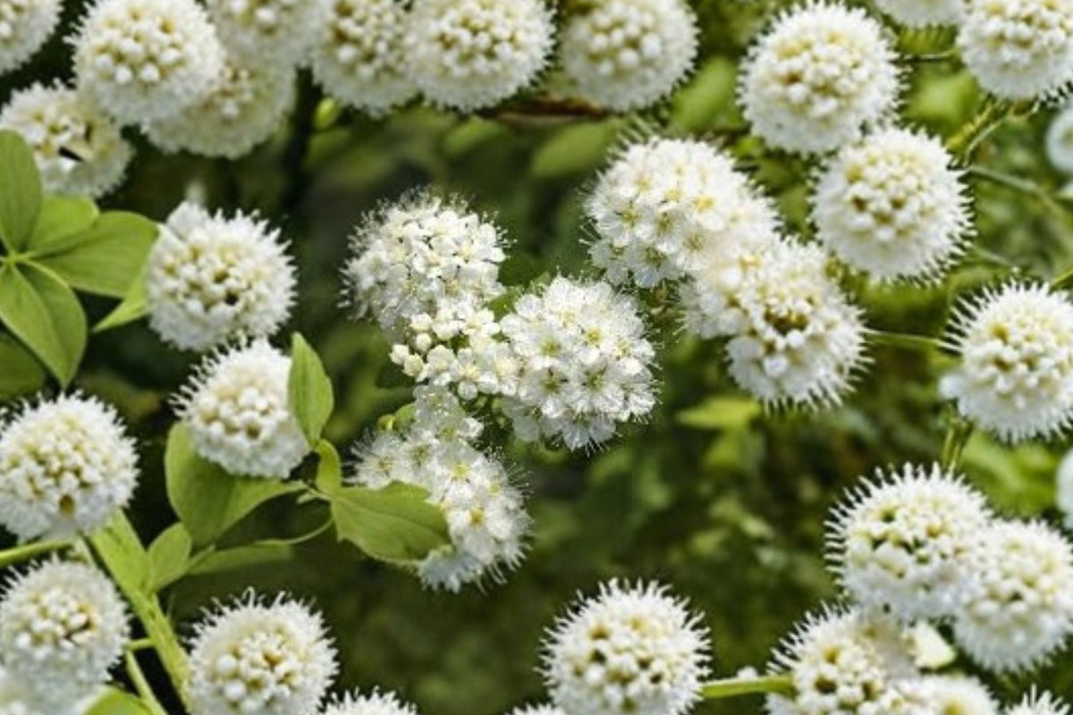 Nannyberry Viburnum Live Plant – 24+ Inches Tall | Viburnum lentago | Native Flowering Shrub or Small Tree | Wildlife & Bird Garden Plant