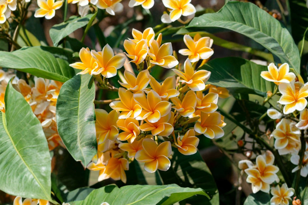 Yellow Plumeria Live Plant – 6 Inches | Plumeria rubra Acutifolia Type | Fragrant Tropical Flowering Plant | Patio & Container Starter