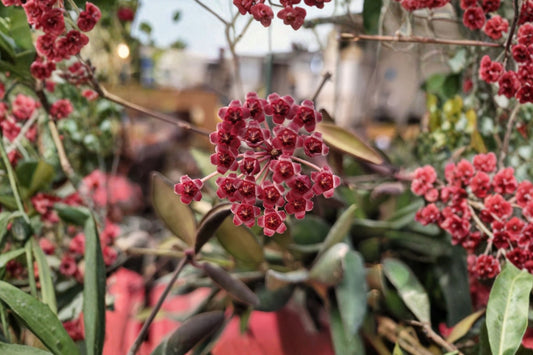 Hoya sp. aff. burtoniae Live Plant – 5 Inch Pot | Trailing Wax Plant | Sun-Stressed Pink Red Foliage | Collector Tropical Houseplant