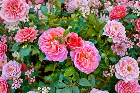 Rose ‘Yunni’ Live Plant – 2–3 Gallon Shrub Rose | Cream & Apricot Double Flowers | Heat Tolerant Repeat Bloomer | Rare Garden Rose