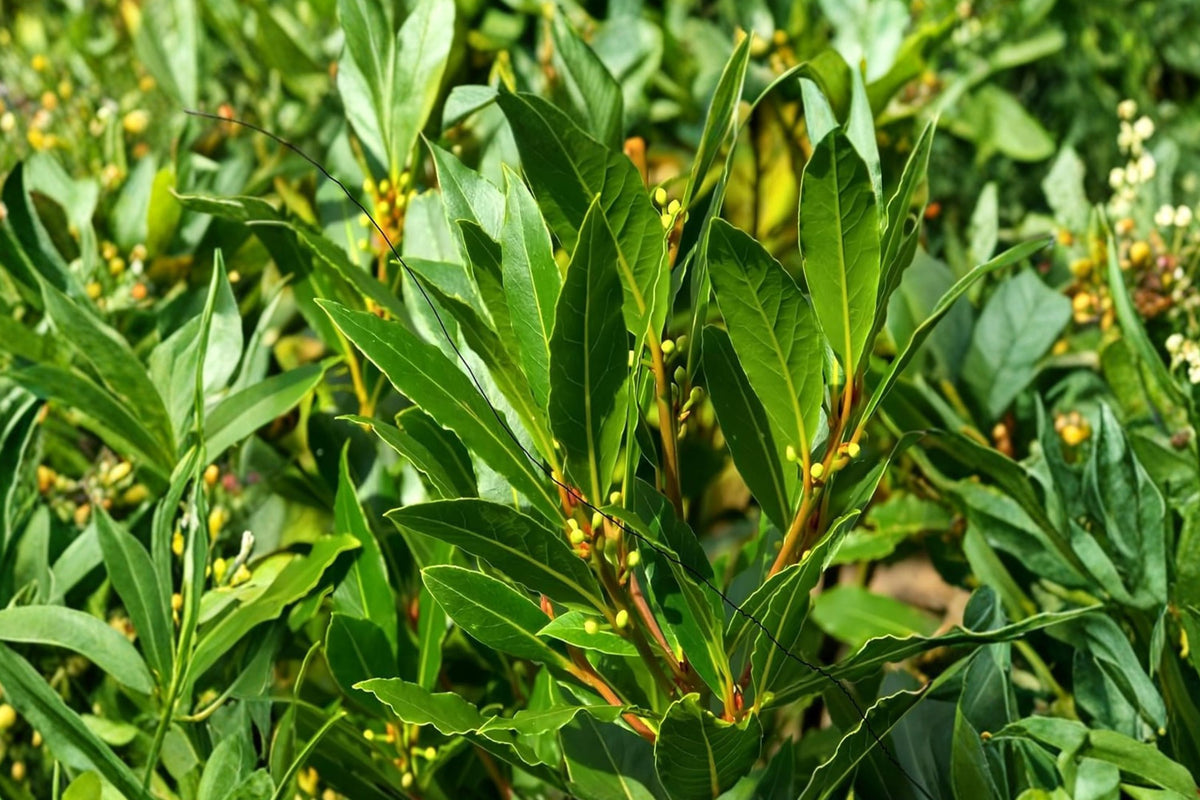 Bay Leaf Tree Live Plant – 6–9 Inches Tall | Laurus nobilis Sweet Bay Laurel | Culinary Herb Starter | Evergreen Container & Patio Plant