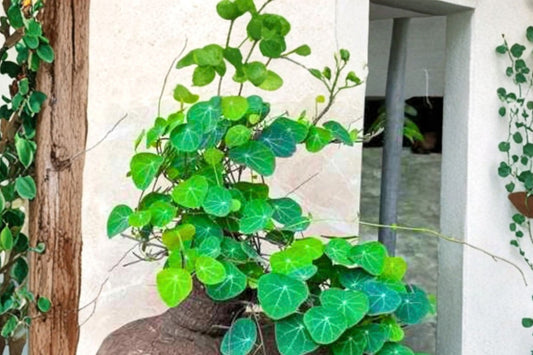 Rare Stephania Cephalantha Live Plant – 2–2.5 Inch Caudex | Sprouted Collector Plant | Exotic Caudiciform Succulent | Indoor Container Plant