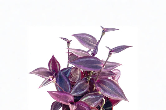 Tradescantia Red Gem Live Plant – 3.5 Inch Pot | Burgundy Ruby Red Foliage | Trailing Houseplant | Hanging Basket Plant