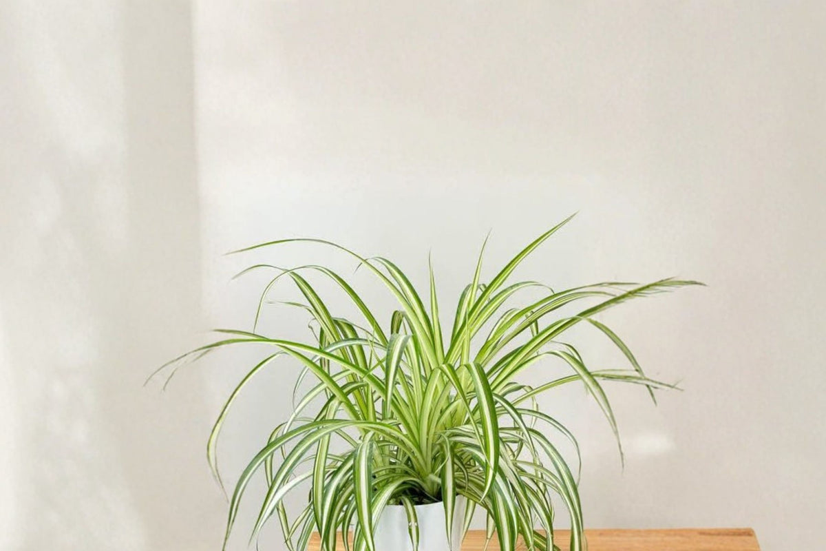 Variegated Spider Plants – 2 Live Rooted Starters | 6–10 Inches | Bare Root Airplane Plants | Hanging Basket Houseplants