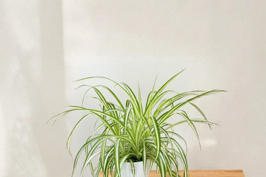 Variegated Spider Plants – 2 Live Rooted Starters | 6–10 Inches | Bare Root Airplane Plants | Hanging Basket Houseplants