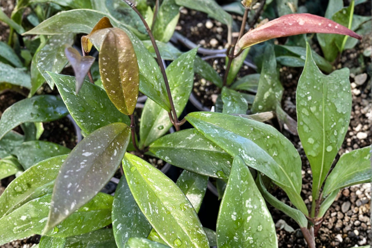 Hoya Pubicalyx Live Plant – 4 Inch Pot Size | Wax Plant Houseplant | Trailing Tropical Vine | Fragrant Star-Shaped Flowers