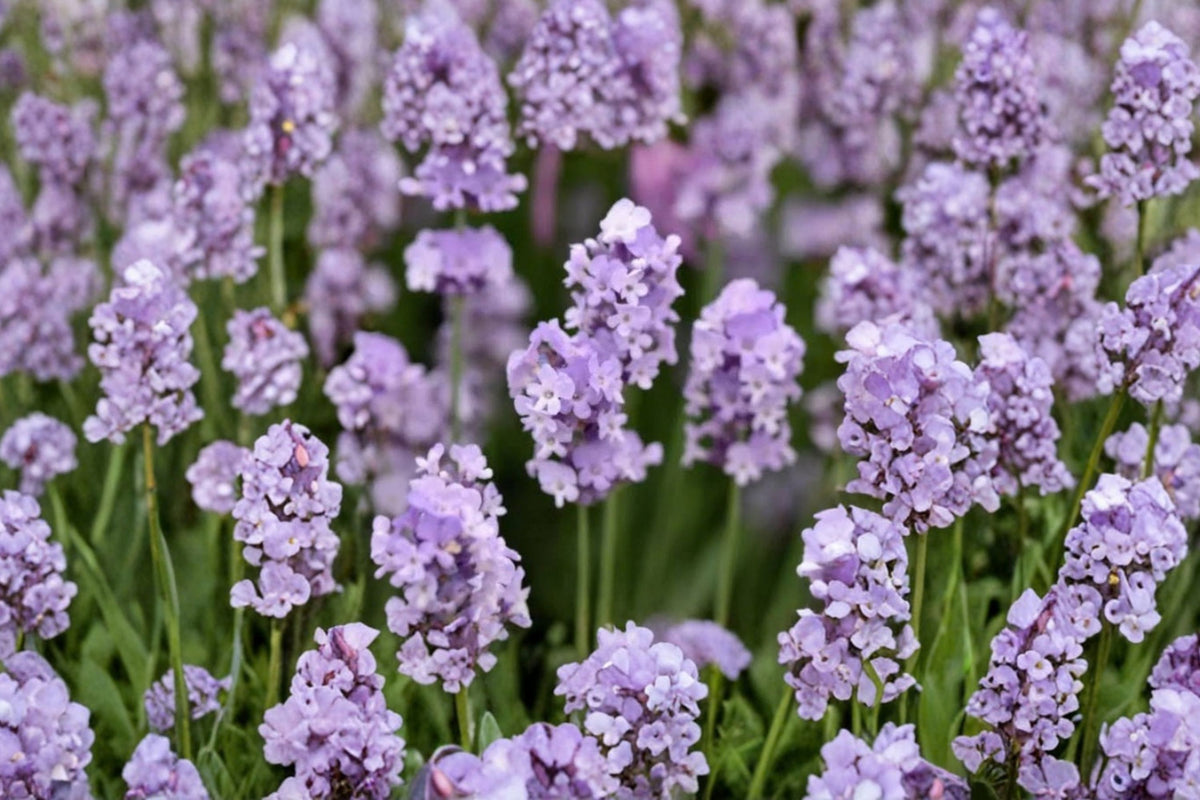 Melissa English Lavender Live Plant – 1 Gallon Pot | Pink Lavandula angustifolia | Fragrant Farm-Grown Perennial | Pollinator Garden Plant