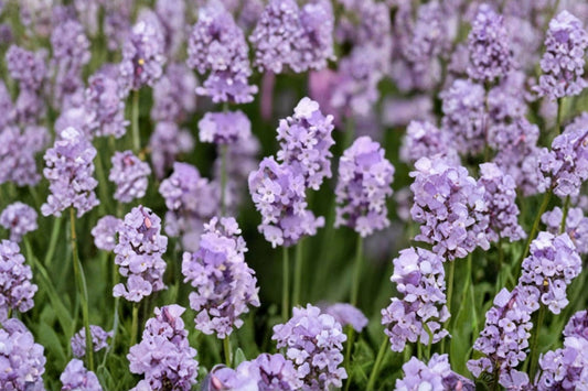 Melissa English Lavender Live Plant – 1 Gallon Pot | Pink Lavandula angustifolia | Fragrant Farm-Grown Perennial | Pollinator Garden Plant