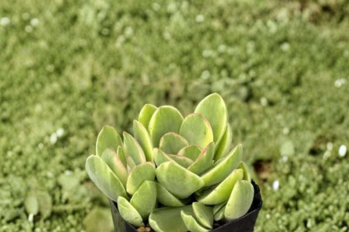 Variegated Crassula Money Maker Live Plant – 4 Inch Pot | Cream & Green Succulent | Compact Collector Houseplant