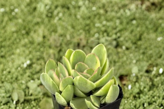 Variegated Crassula Money Maker Live Plant – 4 Inch Pot | Cream & Green Succulent | Compact Collector Houseplant