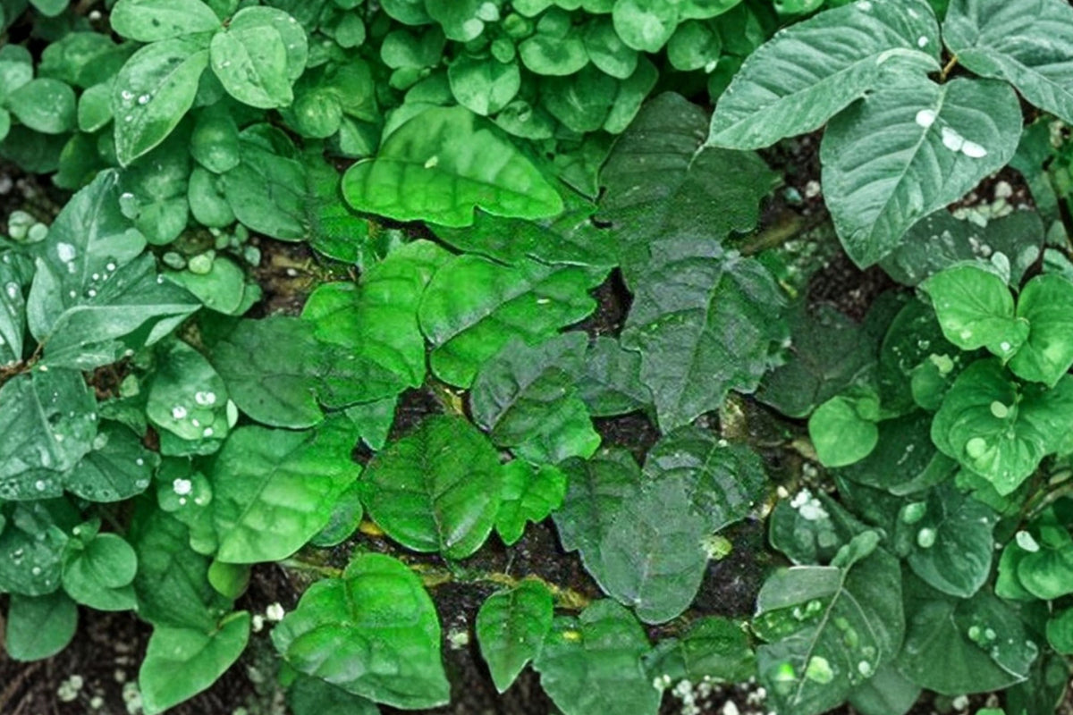 Mini Oakleaf Creeping Fig Live Plant – 4 Inch Pot | Ficus pumila ‘Quercifolia’ | Terrarium Topiary Fairy Garden Houseplant