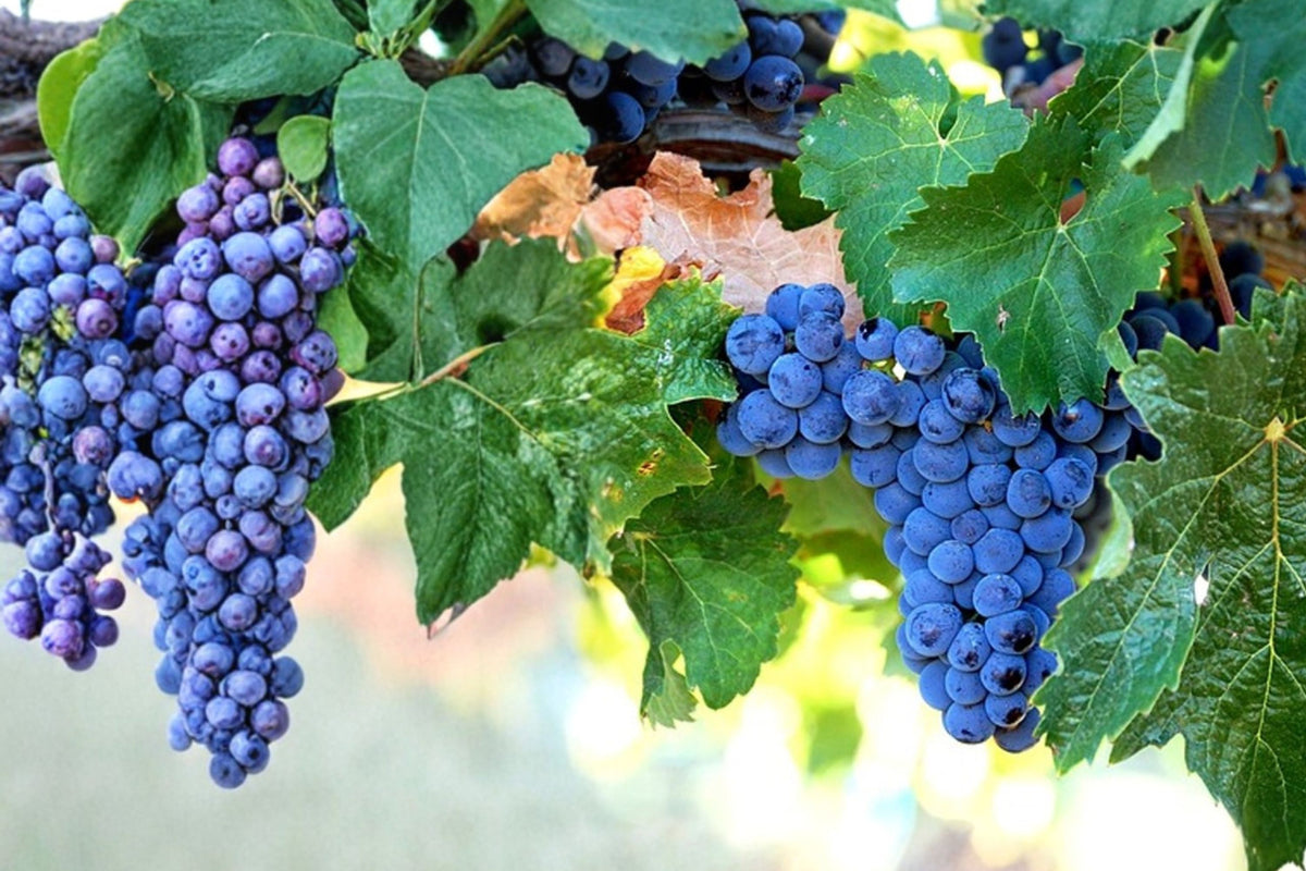 Merlot Wine Grape Vine Live Plant – 1–2 Year Old | Pruned & Well Rooted Vitis vinifera | Red Wine Grape | Vineyard & Backyard Fruit Vine