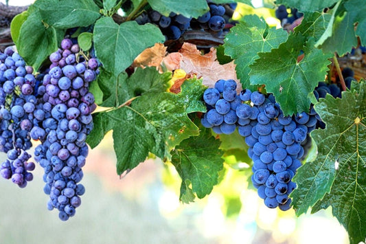 Merlot Wine Grape Vine Live Plant – 1–2 Year Old | Pruned & Well Rooted Vitis vinifera | Red Wine Grape | Vineyard & Backyard Fruit Vine